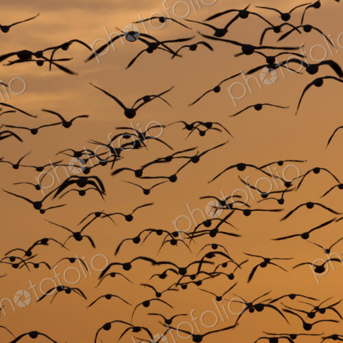 Snow geese, Bosque Del Apache National Wildlife Refuge, New Mexico, USA