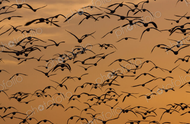 Snow geese, Bosque Del Apache National Wildlife Refuge, New Mexico, USA
