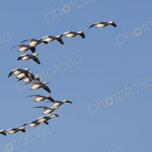 Snow geese in flight, Skagit Valley, Washington, USA Snow geese in flight, Skagit Valley, Washington, USA