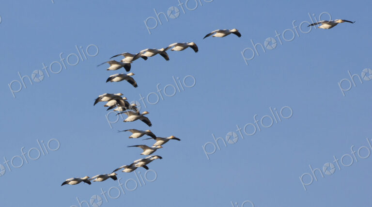 Snow geese in flight, Skagit Valley, Washington, USA