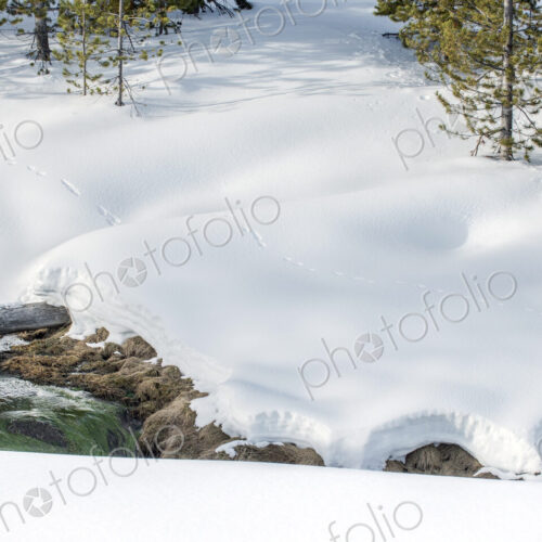 Snow in the Yellowstone national park, on the banks of the Obsidian Creek, animal tracks. Snow in the Yellowstone national park, on the banks of the Obsidian Creek, animal tracks.