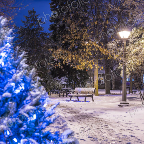 Snow on trees in city park Snow on trees in city park