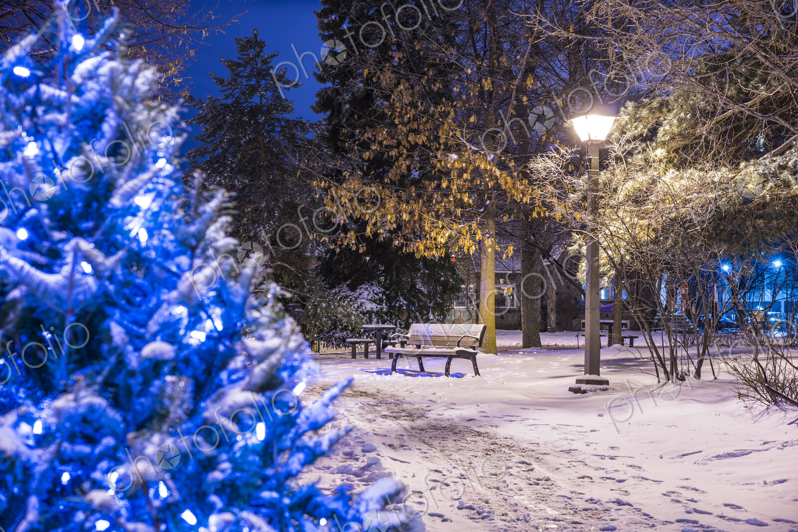 Snow on trees in city park