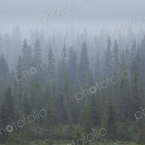 Snow storm in the forests of Jasper National Park, Alberta, Canada. Snow storm in the forests of Jasper National Park, Alberta, Canada.