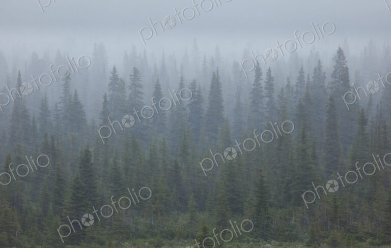 Snow storm in the forests of Jasper National Park, Alberta, Canada.