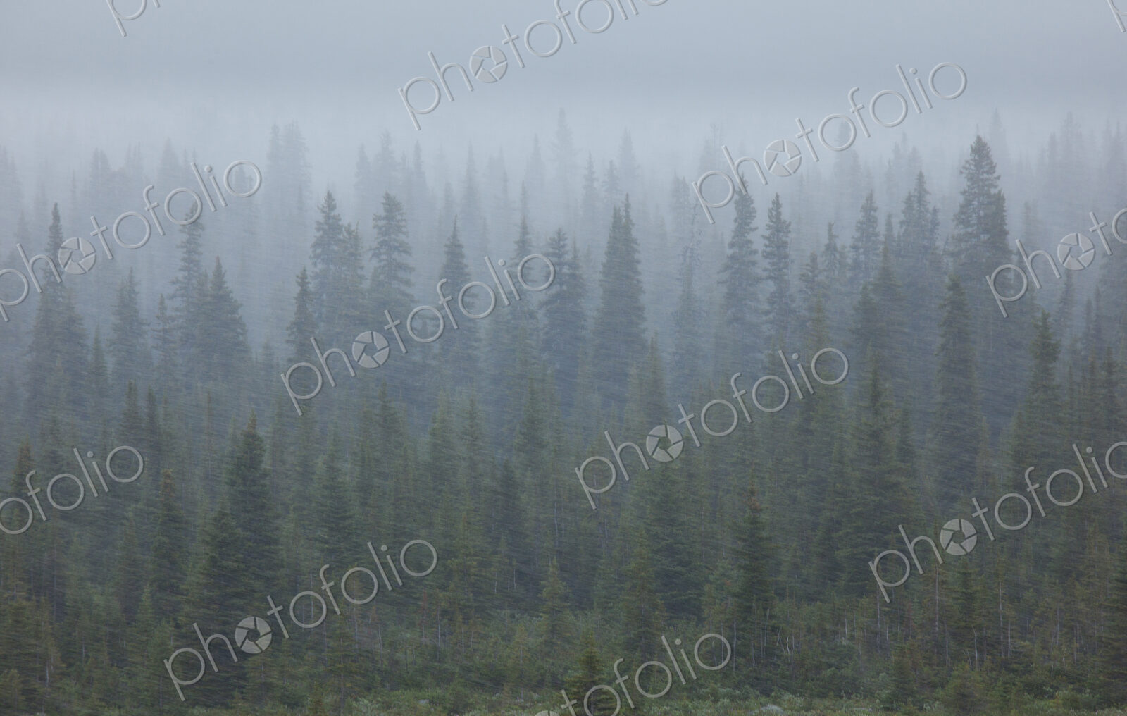 Snow storm in the forests of Jasper National Park, Alberta, Canada.
