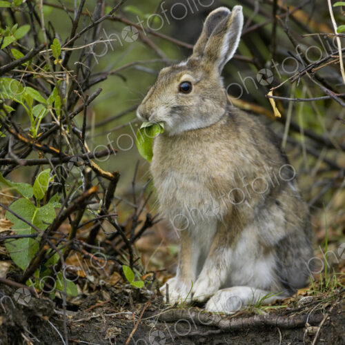 Snowshoe hare, Arctic National Wildlife Refuge, Alaska