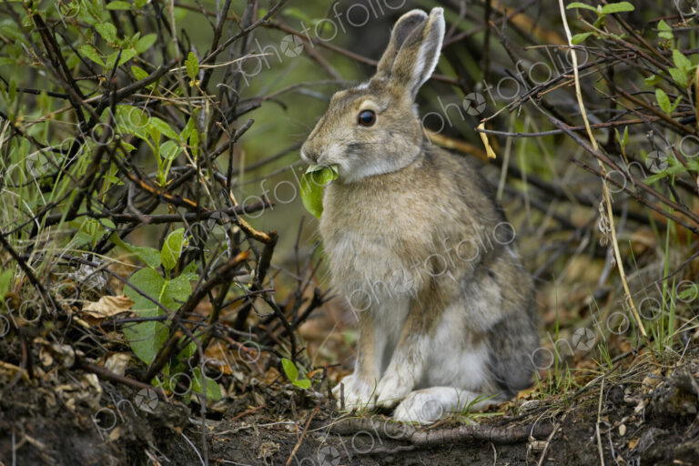 Snowshoe hare, Arctic National Wildlife Refuge, Alaska