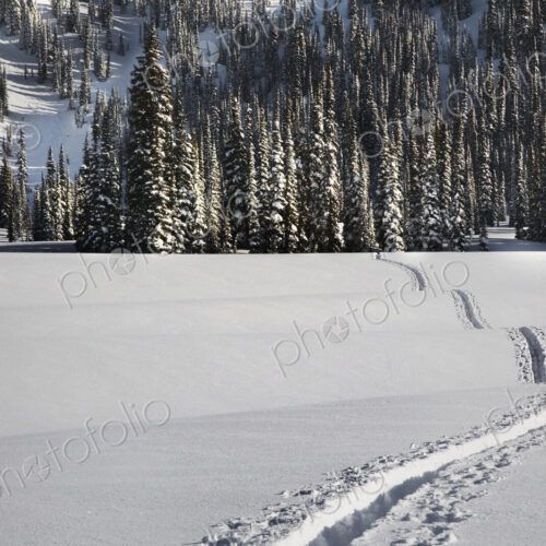 Snowy Landscape Snowy Landscape