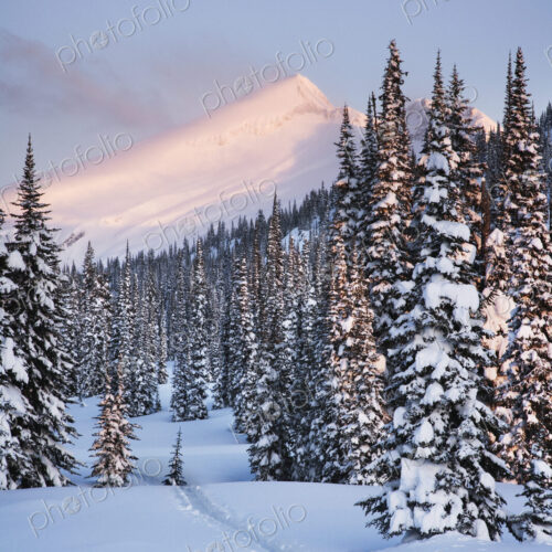 Snowy Landscape Snowy Landscape