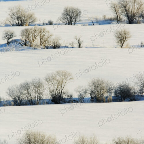 Snowy Landscape Snowy Landscape