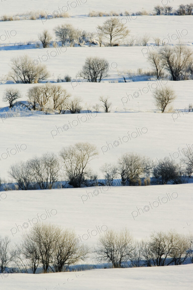 Snowy Landscape