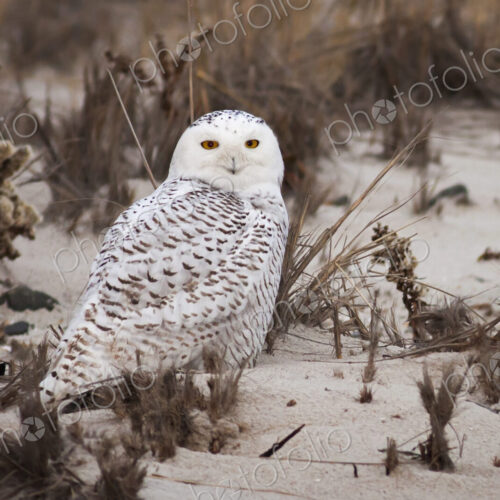 Snowy Owl standing on a sandy beach. Snowy Owl standing on a sandy beach.