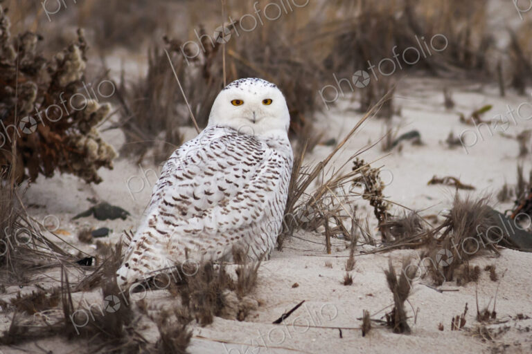 Snowy Owl standing on a sandy beach.
