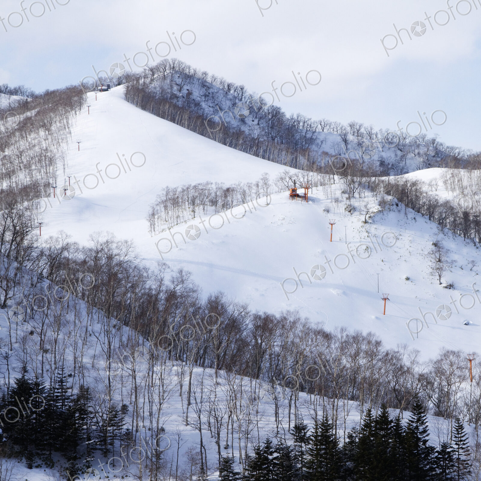 Snowy mountain in a forest.