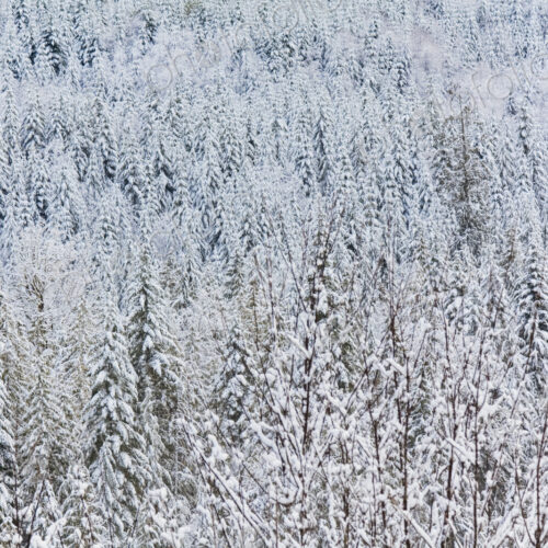 Snowy mountain scene, pine forests on Hurricane Ridge, Olympic National Park, Port… Snowy mountain scene, pine forests on Hurricane Ridge, Olympic National Park, Port…