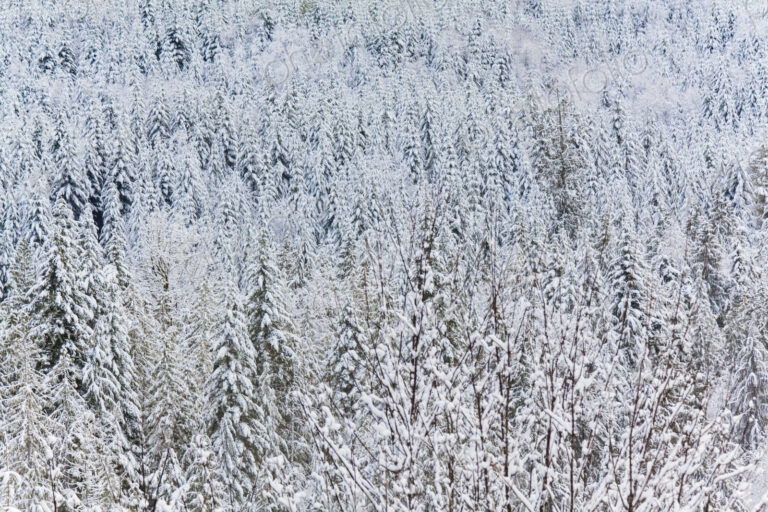 Snowy mountain scene, pine forests on Hurricane Ridge, Olympic National Park, Port…