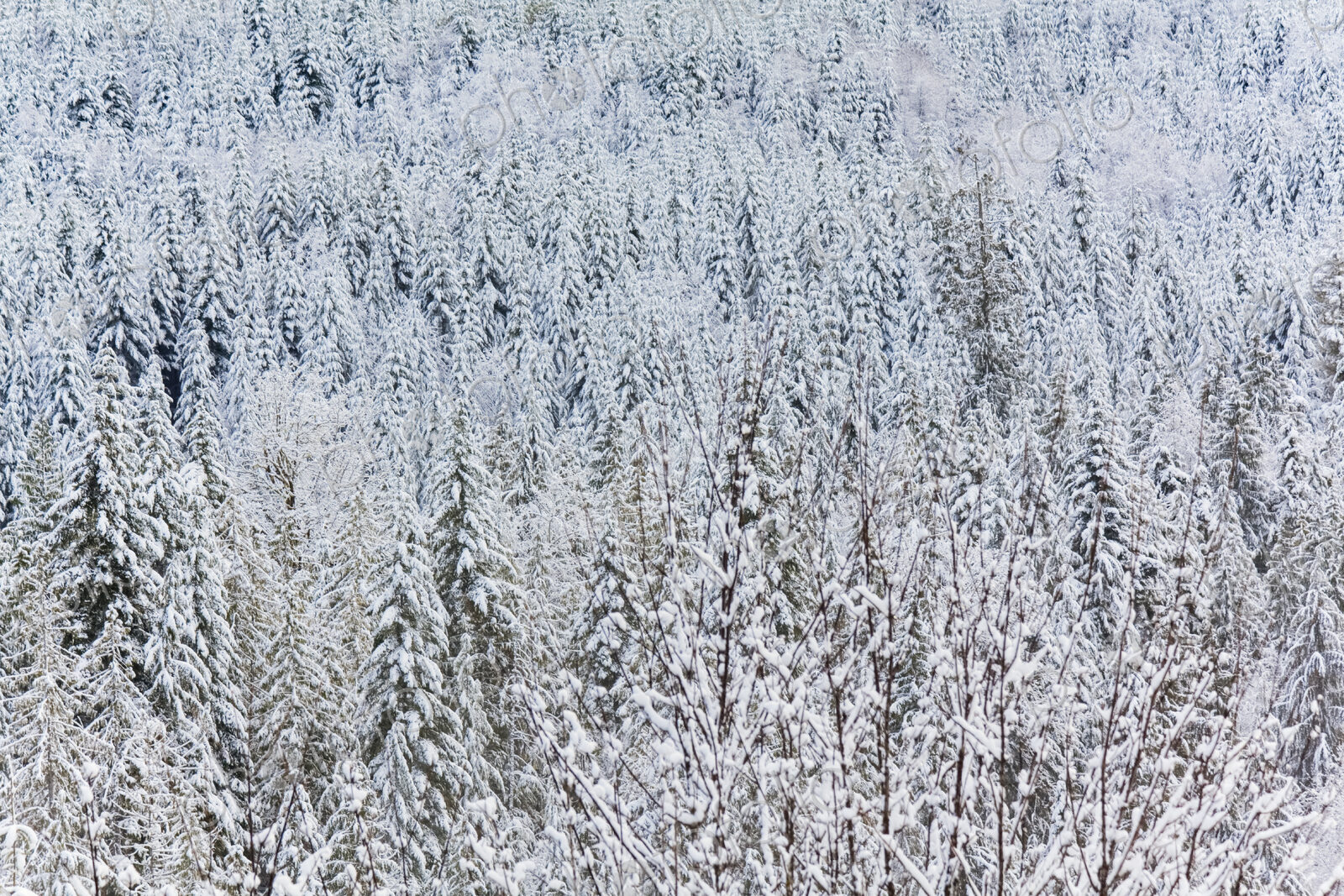Snowy mountain scene, pine forests on Hurricane Ridge, Olympic National Park, Port…