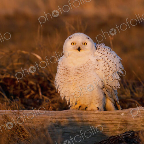 Snowy owl, George C. Reifel Bird Sanctuary, British Columbia, Canada Snowy owl, George C. Reifel Bird Sanctuary, British Columbia, Canada