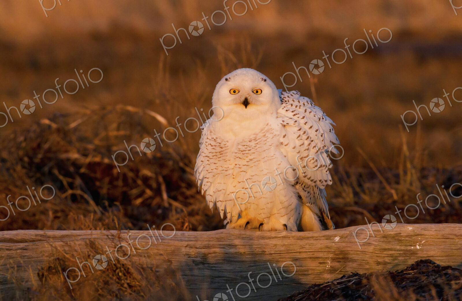 Snowy owl, George C. Reifel Bird Sanctuary, British Columbia, Canada