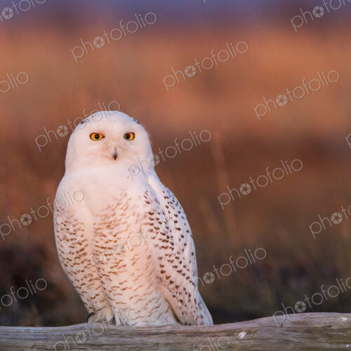 Snowy owl, George C. Reifel Bird Sanctuary, British Columbia, Canada Snowy owl, George C. Reifel Bird Sanctuary, British Columbia, Canada
