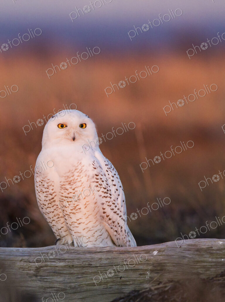 Snowy owl, George C. Reifel Bird Sanctuary, British Columbia, Canada