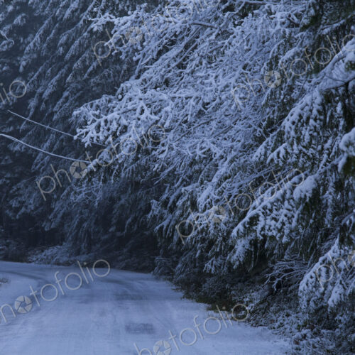 Snowy road, Port Angeles, Washington, United States Snowy road, Port Angeles, Washington, United States