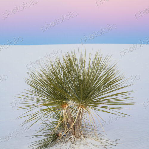 Soap Tree Yucca at Dusk, White Sands National Park Soap Tree Yucca at Dusk, White Sands National Park