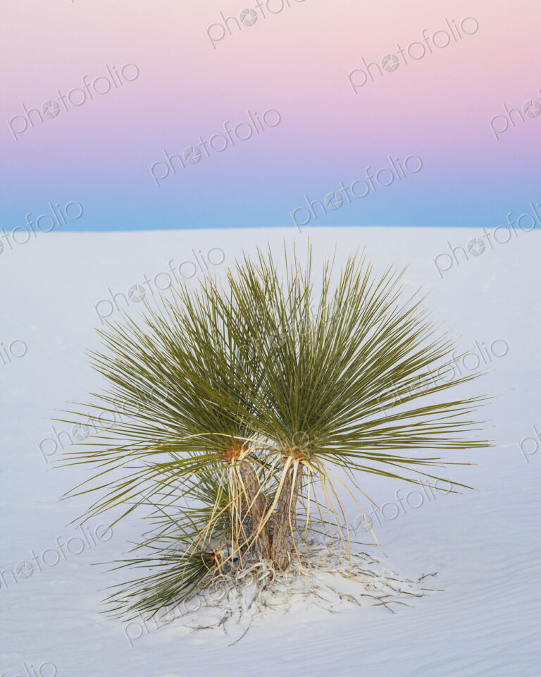 Soap Tree Yucca at Dusk, White Sands National Park