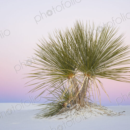 Soap Tree Yucca at Dusk, White Sands National Park