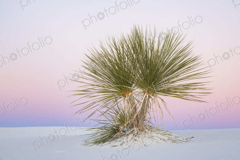 Soap Tree Yucca at Dusk, White Sands National Park