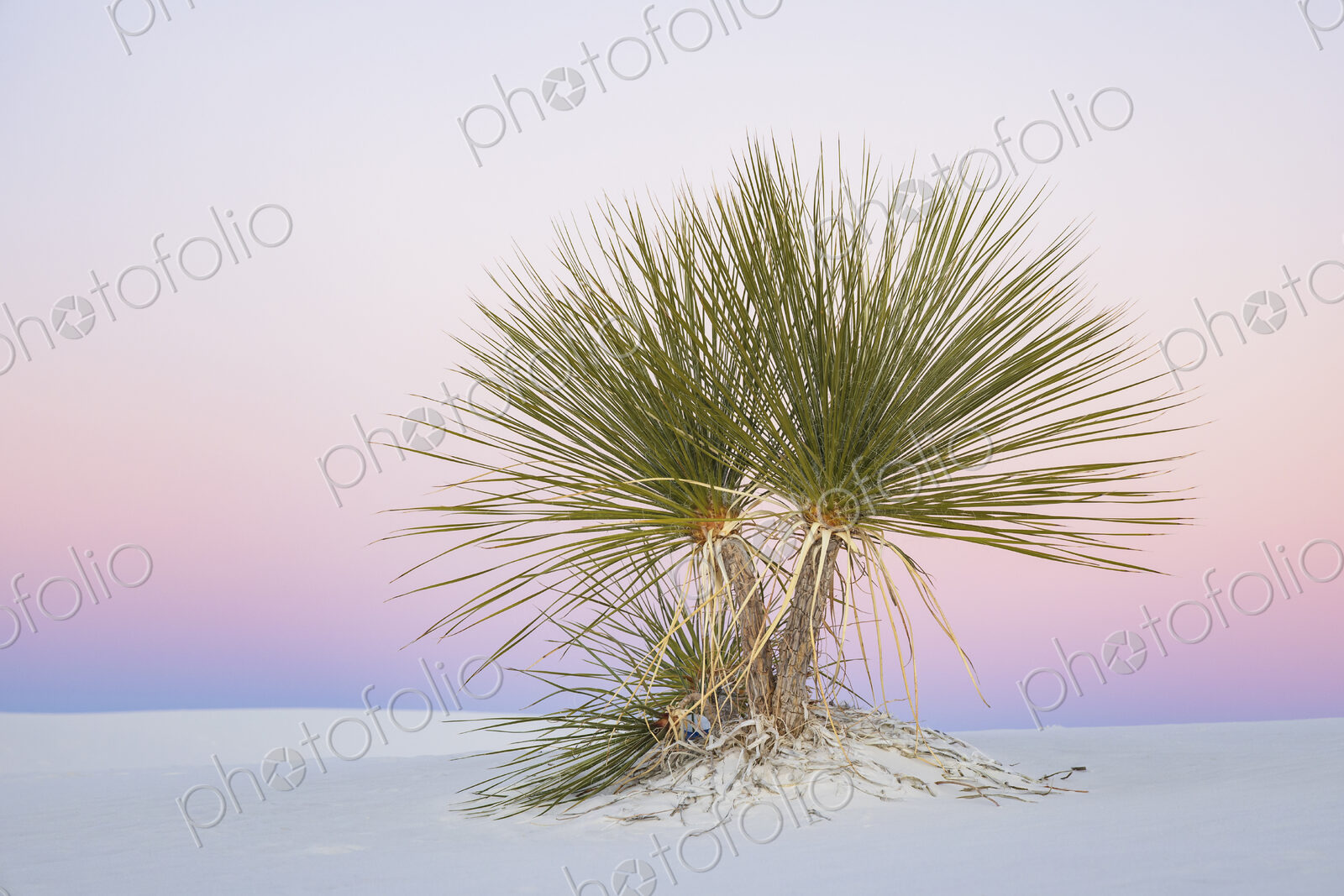 Soap Tree Yucca at Dusk, White Sands National Park