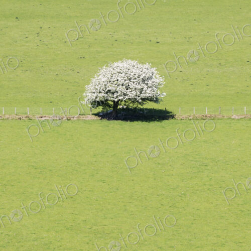 Solitary Hawthorne Tree in Blossom in green pasture.
