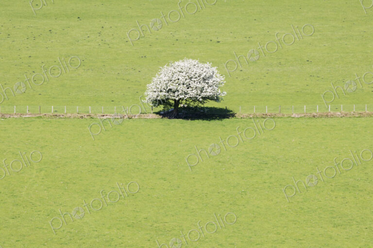 Solitary Hawthorne Tree in Blossom in green pasture.