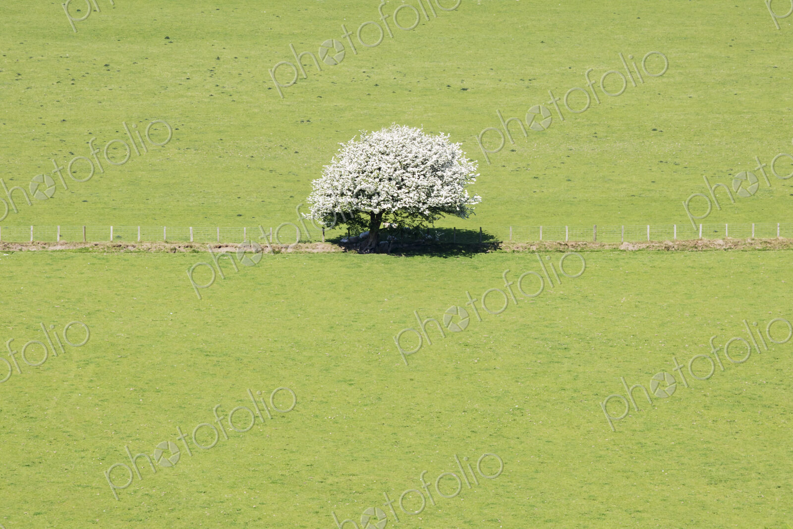 Solitary Hawthorne Tree in Blossom in green pasture.