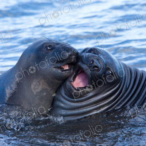 Southern Elephant Seal Pups, Mirounga leonina, South Georgia Island, Falkland islands Southern Elephant Seal Pups, Mirounga leonina, South Georgia Island, Falkland islands