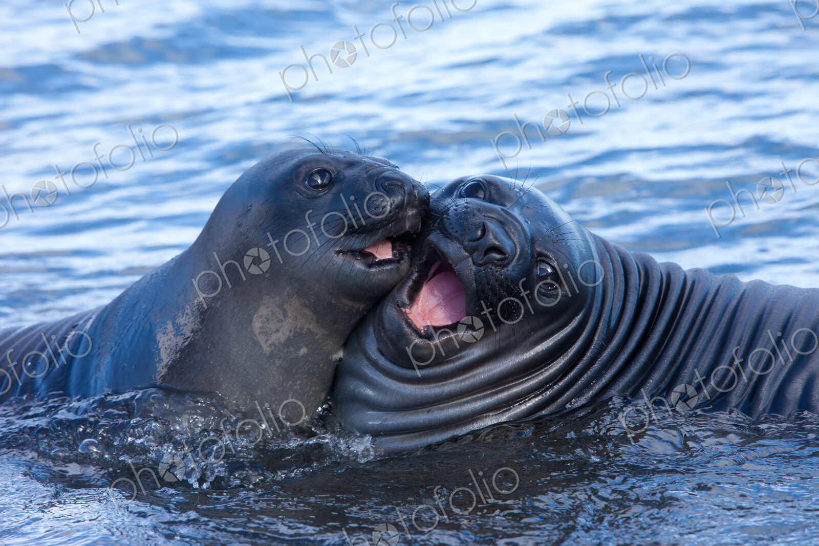 Southern Elephant Seal Pups, Mirounga leonina, South Georgia Island, Falkland islands