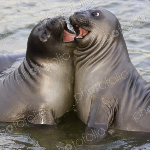 Southern Elephant Seals, Mirounga leonina on he beach, rearing up to face each other.… Southern Elephant Seals, Mirounga leonina on he beach, rearing up to face each other.…