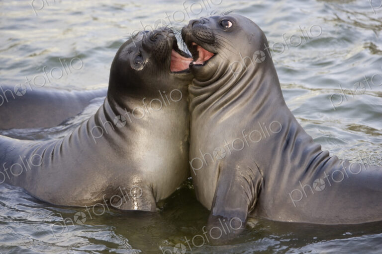 Southern Elephant Seals, Mirounga leonina on he beach, rearing up to face each other.…