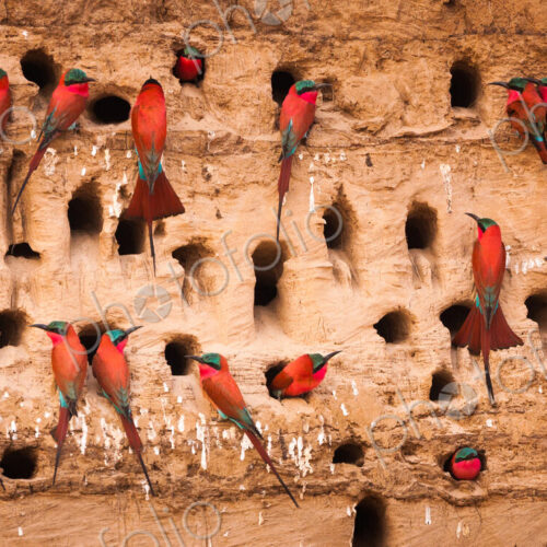Southern carmine bee-eaters, South Luangwa National Park, Zambia, Merops nubicoides Southern carmine bee-eaters, South Luangwa National Park, Zambia, Merops nubicoides