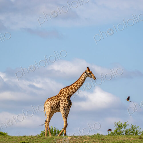 Southern giraffe, Giraffa giraffa, standing in open clearing.