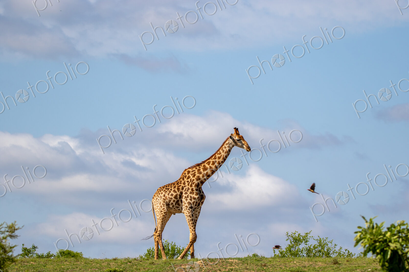 Southern giraffe, Giraffa giraffa, standing in open clearing.