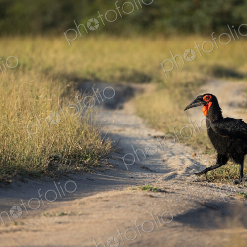 Southern ground hornbill, Bucorvus leadbeateri, crossing a dirt road. Southern ground hornbill, Bucorvus leadbeateri, crossing a dirt road.