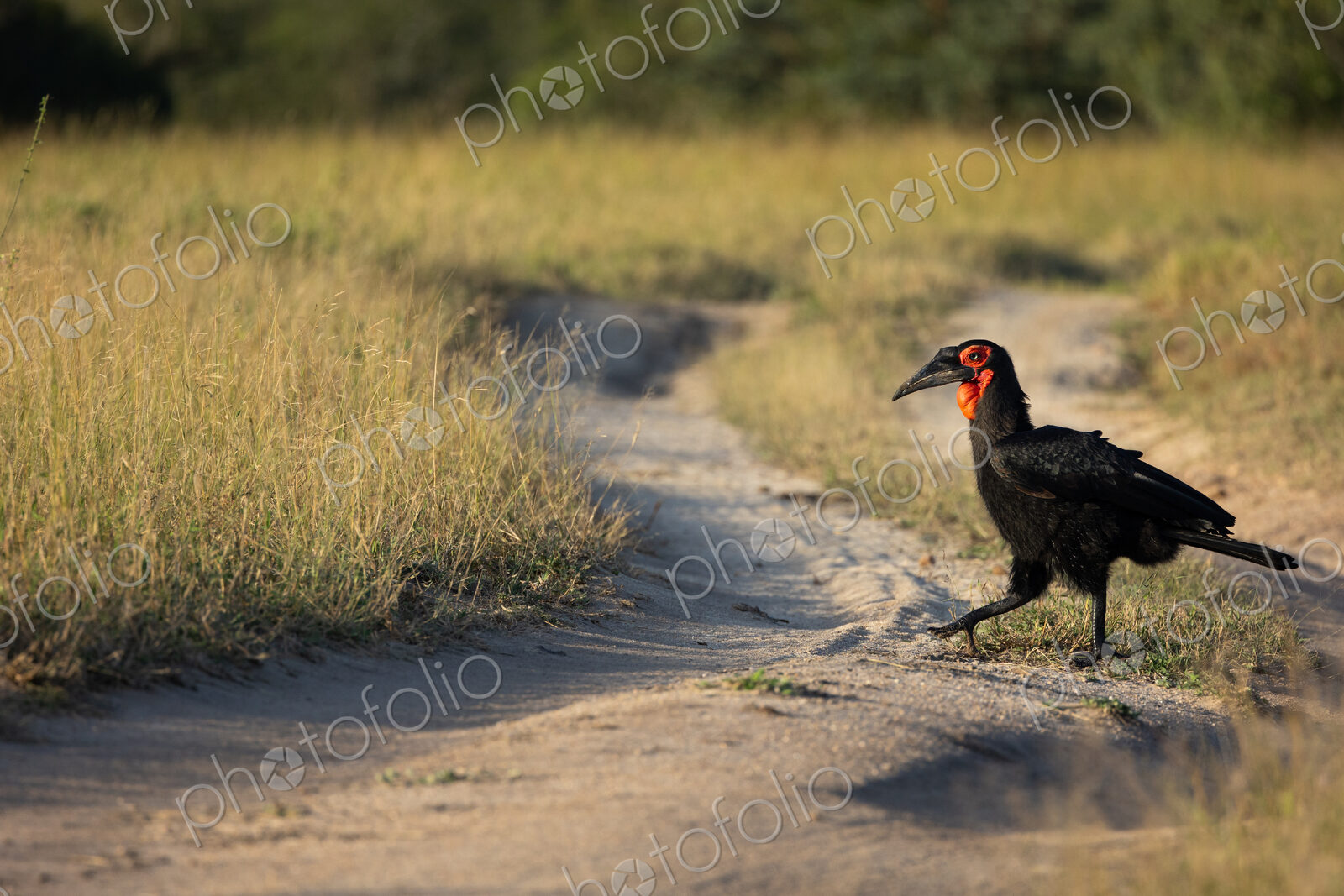 Southern ground hornbill, Bucorvus leadbeateri, crossing a dirt road.