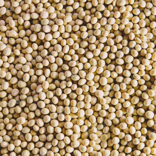 Soybeans, small round beans, one of the most popular and healthy legumes.