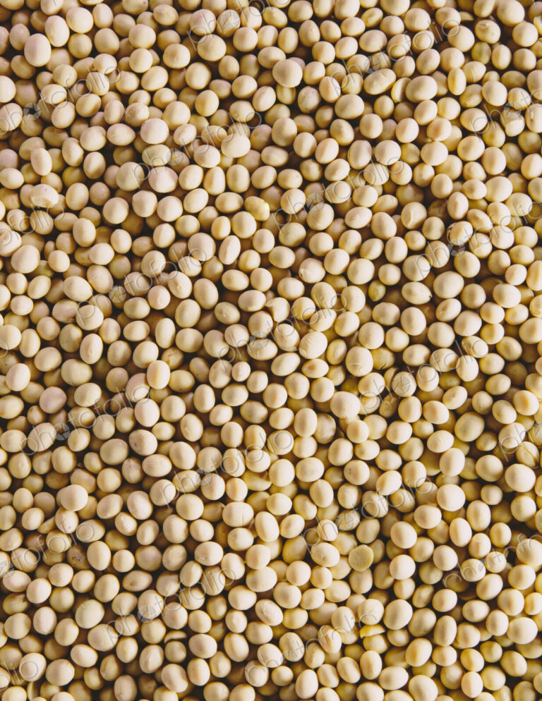 Soybeans, small round beans, one of the most popular and healthy legumes.