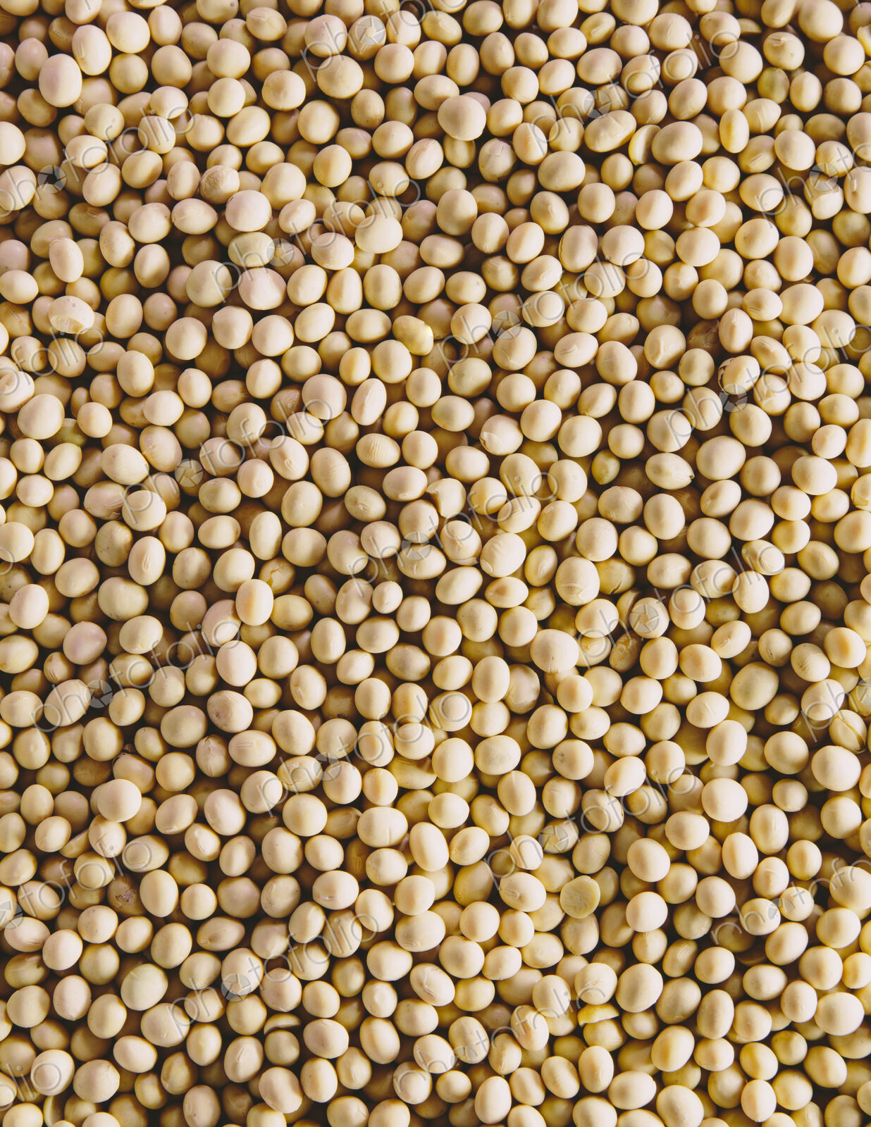 Soybeans, small round beans, one of the most popular and healthy legumes.