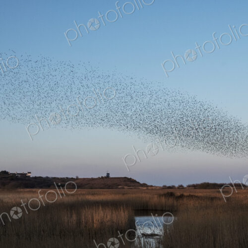 Spectacular murmuration of starlings, a swooping mass of thousands of birds in the sky. Spectacular murmuration of starlings, a swooping mass of thousands of birds in the sky.