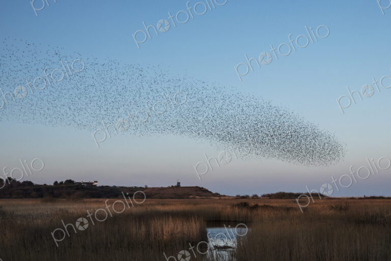 Spectacular murmuration of starlings, a swooping mass of thousands of birds in the sky.