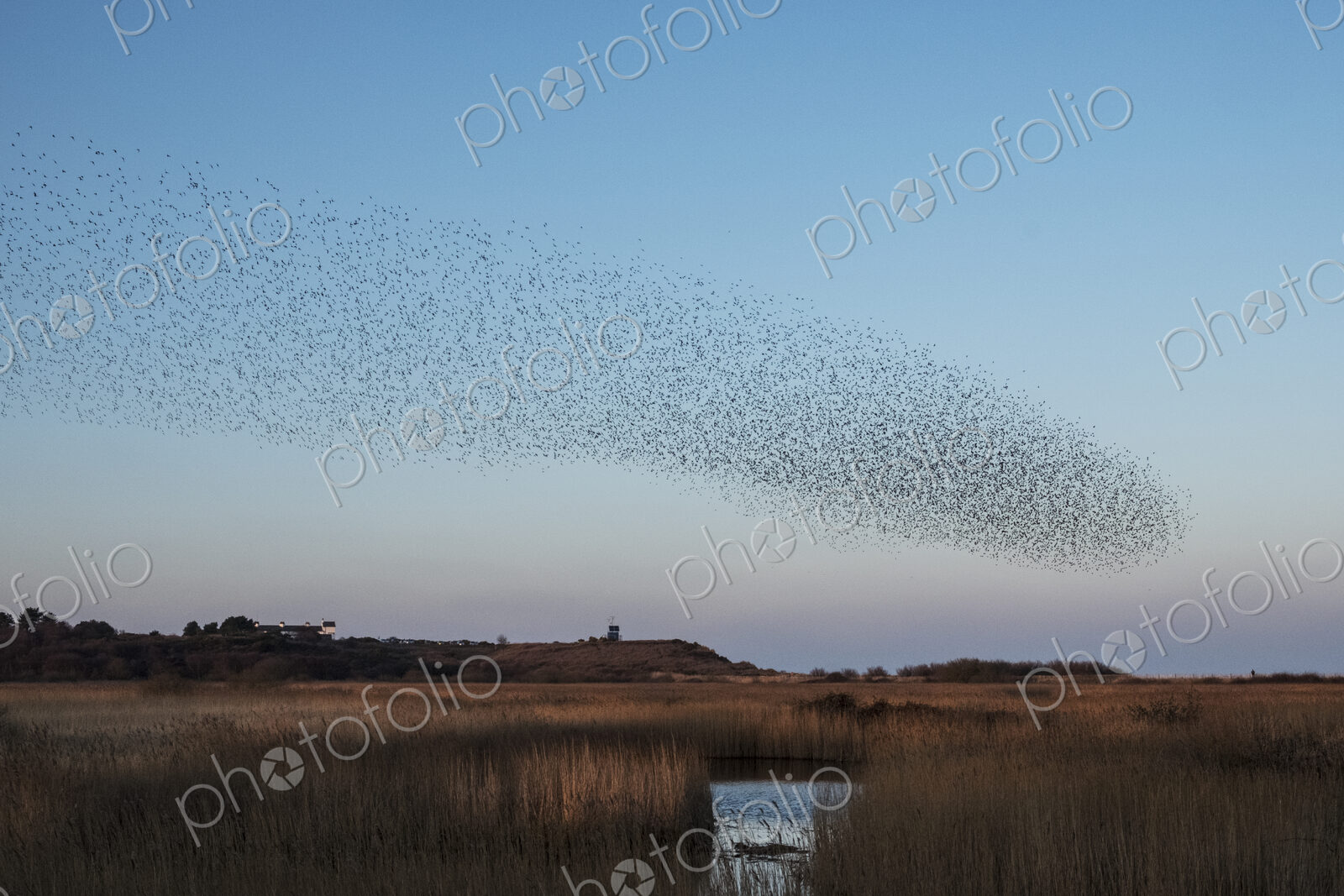 Spectacular murmuration of starlings, a swooping mass of thousands of birds in the sky.